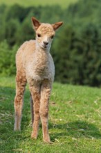 A newly born white alpaca (Vicugna pacos) stands in a green meadow on a sunny day. A green forest
