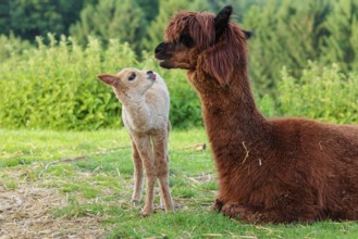 A freshly born white alpaca (Vicugna pacos) stands in front of its brown mother and sniffer on her