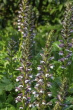 Spiny bear's breech (Acanthus spinosus) in flower in garden, native to southern Europe