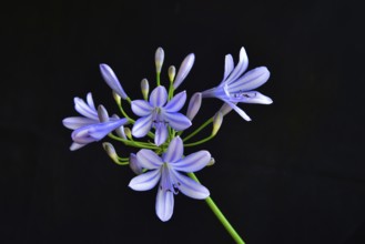 Close-up of the blossom of an ornamental lily or love flower (Agapanthus), Germany