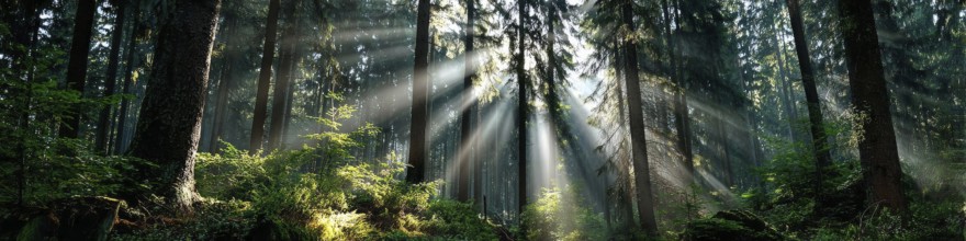 Beautiful rays of sunlight in a green forest shining through trees and tree branches. Concept of