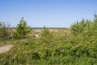 Nature experience area dune landscape, beach, coast, Laboe, Baltic seaside resort, fjord, Baltic