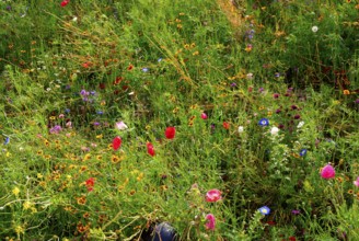Meadow with wild growing different flowers, garden in South England, coastal region, England, GB