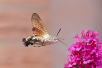 Pigeon-tailed butterfly (Macroglossum stellatarum) sucking nectar on summer lilac (Buddleja