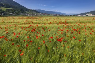 Cereal field with corn poppy (Papaver rhoeas), behind it the town of Schwaz, Schwazer Felder,