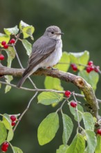 Grey flycatcher (Muscicapa striata), sitting on a branch, Limbach, Burgenland, Austria