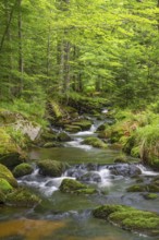 Kleine Ohe, natural forest stream in the Bavarian Forest National Park, Bavaria, Germany