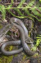 Grass snake (Natrix natrix), sunbathing on the bank of a pond, Bavaria, Germany