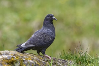 Wood pigeon (Columba palumbus), young bird in juvenile plumage, sitting on a stone, Pillberg, Pill,