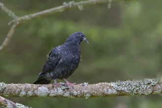 Wood pigeon (Columba palumbus), young bird in juvenile plumage, sitting on a branch, Pillberg,