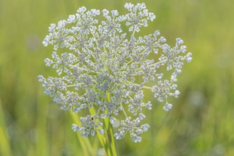 A cluster of wildflowers stands tall in a bright green meadow under bright sunlight. The delicate
