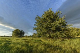An expansive meadow with tall grass moving gently in the breeze, complemented by scattered trees