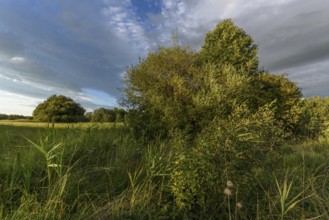 A vibrant landscape with dense green shrubs and trees surrounded by tall grass. The sky is partly