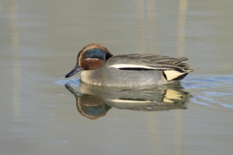 Common teal duck (Anas crecca) adult male bird on a lake, England, United Kingdom