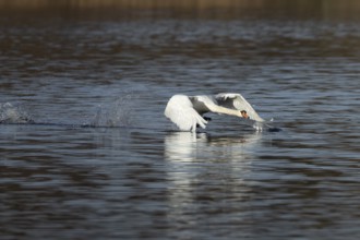 Mute swan (Cygnus olor) adult bird running on water on a lake, England, United Kingdom