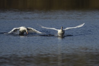 Mute swan (Cygnus olor) two adult birds running on water on a lake one bird being chased by