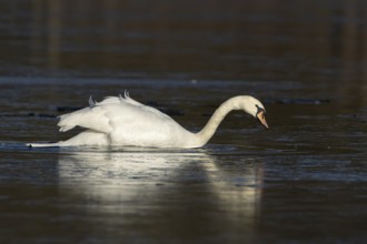 Mute swan (Cygnus olor) adult bird on ice of a frozen lake in winter, England, United Kingdom