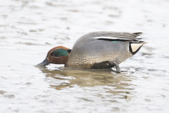 Common teal duck (Anas crecca) adult male bird feeding on mud, England, United Kingdom
