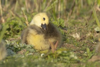 Canada goose (Branta canadensis) juvenile baby gosling bird resting on grassland, England, United