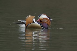Mandarin duck (Aix galericulata) adult male bird on a lake, England, United Kingdom