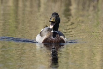 Mallard duck (Anas platyrhynchos) adult male bird calling or quacking on a lake, England, United