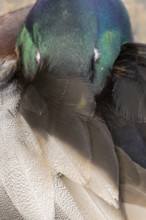 Mallard duck (Anas platyrhynchos) adult male bird sleeping, England, United Kingdom