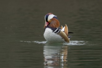 Mandarin duck (Aix galericulata) adult male bird displaying on a lake, England, United Kingdom