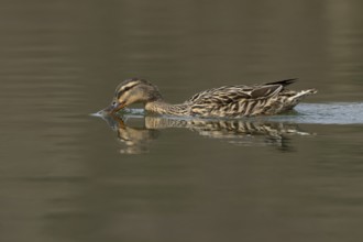Mallard duck (Anas platyrhynchos) adult female bird drinking on a lake, England, United Kingdom