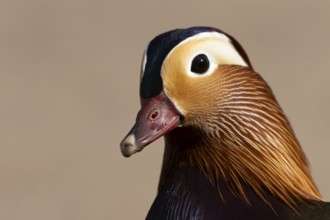 Mandarin duck (Aix galericulata) adult male bird head portrait, England, United Kingdom