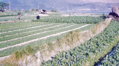 Market gardening farmland, Pak Choy, Sai Kung, New Territories, Hong Kong, Asia 1965