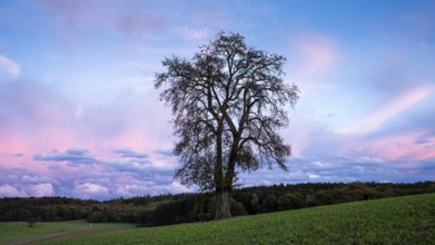 Single pear tree in front of evening sky with coloured clouds. Small Odenwald, Baden-Württemberg,