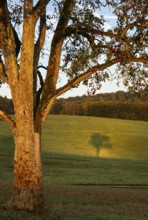Pear tree with shade. In the morning. Small Odenwald, Rhine-Neckar district, Baden-Württemberg,