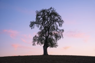Single pear tree in front of evening sky. Small Odenwald, Baden-Württemberg, Germany