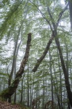Forest, foggy weather. Broken tree. Small Odenwald, Rhine-Neckar district, Baden-Württemberg,