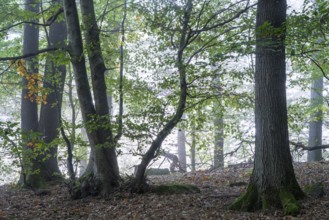 Forest, foggy weather. A small beech tree in the centre. Small Odenwald, Rhine-Neckar district,