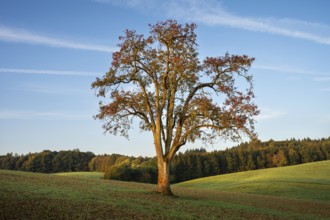 Landscape with pear tree. In the morning. Small Odenwald, Rhine-Neckar district, Baden-Württemberg,