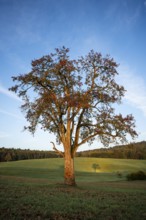 Landscape with pear tree. Tree with shade. In the morning. Small Odenwald, Rhine-Neckar district,