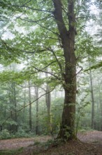 Forest, foggy weather. Chestnut tree. Small Odenwald, Rhine-Neckar district, Baden-Württemberg,