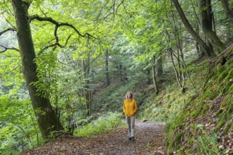 A woman goes for a walk in the forest. A chestnut tree on the left. Small Odenwald, Rhine-Neckar