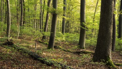 Forest with many beech trees, sunny weather. Hollmuth, Neckargemünd, Kleiner Odenwald,