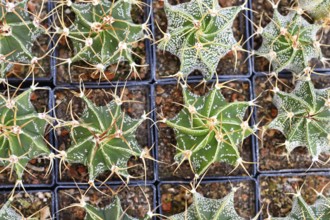 Many small 'Astrophytum Ornatum' cactus in flower pot with stones. Also called 'bishop's cap' or