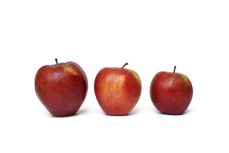 Three red apples in different sizes. Concept of comparison, growth, and natural variation in fruit
