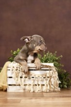 Isabella tan French Bulldog puppy in box with boho decor in front of brown background