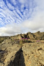 Barren volcanic landscape in summer, flowers between boulders, Cumulus, Jökulsargljufur National