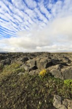 Barren volcanic landscape in summer, flowers between boulders, Cumulus, Jökulsárgljúfur National
