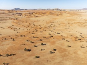 Sand dunes, camelthorn trees (Vachellia erioloba) and isolated mountain ridges in the Tsondab