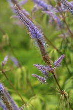 Culver's root, black root (Veronicastrum virginicum, Leptandra virginica) in garden, native to the