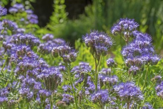 Lacy phacelia, tansy-leaf phacelia, blue tansy, purple tansy (Phacelia tanacetifolia), insectary