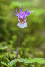 Calypso orchid, fairy slipper, Venus's slipper (Calypso bulbosa, Cypripedium bulbosum) in flower in