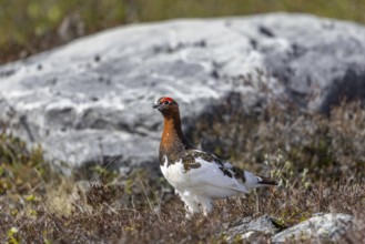 Willow ptarmigan, willow grouse (Lagopus lagopus, Lagopus albus) male, cock in summer plumage on